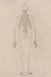 Study of the Human Figure, Posterior View, from A Comparative Anatomical Exposition of the Structure of the Human Body with that of a Tiger and a Common Fowl, c.1795-1806