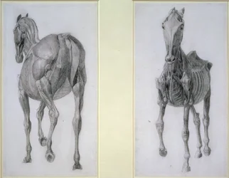 The Study of Muscles: Frontal and Rear Views, from the 13th Anatomical Table, from the Anatomy of the Horse, 1766