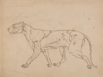 Tiger Body, Lateral View