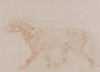 Tiger Body, Lateral View (Study of the muscles exposed at the third stage of dissection)