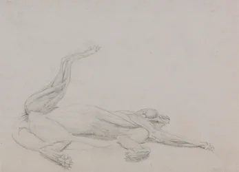 Tiger Body, Recumbent, Viewed Ventrally