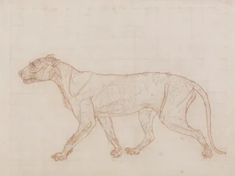Tiger, lateral view, skin removed, illustration from 