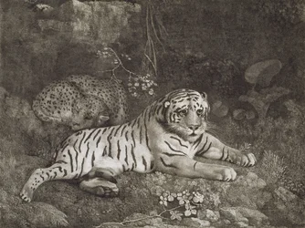 Two Tygers, engraved by the artist, pub. 1788