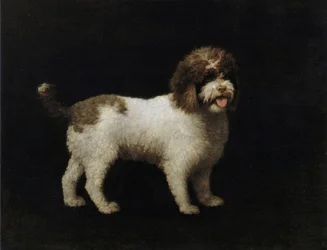 Water Spaniel