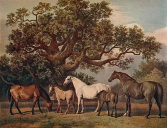 Brood Mares and Foals