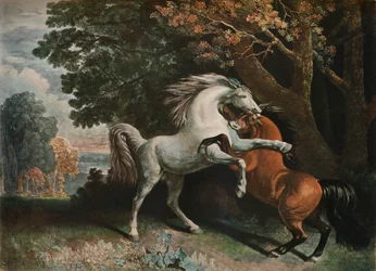 Horses Fighting, c18th Century, 1902