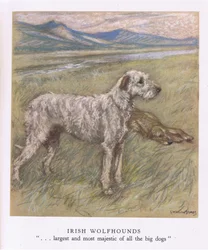 Irish Wolfhounds