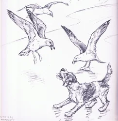 Rosie driving away the seagulls, from Mudlarks published by Collins