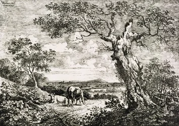 Two Cows in a Field