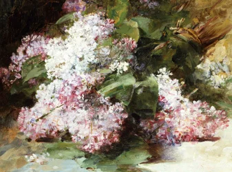 Lilacs