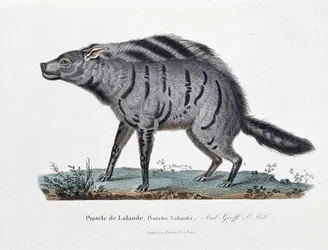 Natural History Plate: Zoological board representing the Protele de Lalande, Proteles Lalandii - in 