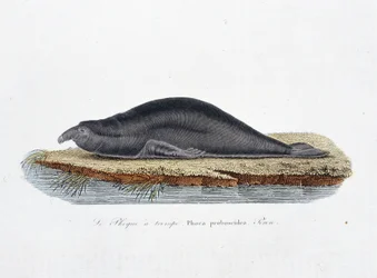 Natural History Plate: Zoological board representing the seal a trompe, Phoca proboscidea, Peron - in 