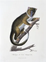 Natural History Plate: Zoological chart depicting the Phalanger of Cook (Phalangista Cookii) - in 