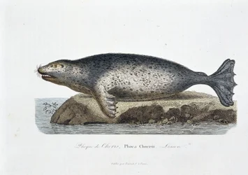 Natural history board: Zoological board depicting the seal of Choris, Phoca Chorisii, Lesson - in Works of Buffon by naturalist Georges Louis Leclerc, Count of Buffon