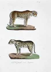 Natural History Plate: Zoological board representing 1. The Leopard and 2. The Jaguar - in 