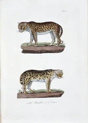 Natural history board: Zoological board representing 1. The Pangolin and 2. The Snow Leopard - in 