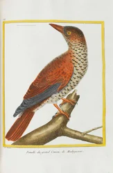 Natural History. Birds. Illuminated Plates