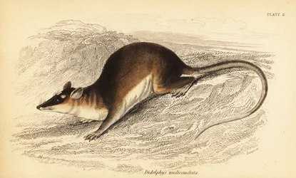 Brown Four-Eyed Opossum, Metachirus Nudicaudatus (engraving)