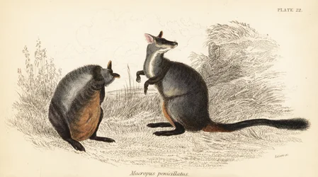 Brush-tailed rock-wallaby, Petrogale penicillata, 1841