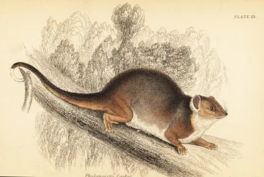 Common ringtail possum, Pseudocheirus peregrinus, 1841