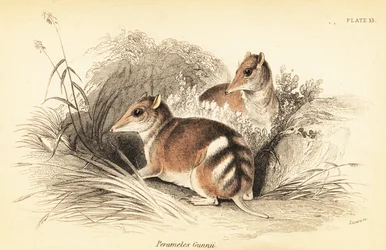 Eastern Barred Bandicoot, Perameles Gunnii