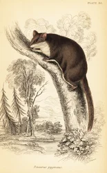 Feathertail Glider, Acrobates pygmaeus (engraving)