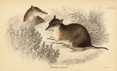 Southern Brown Bandicoot, Isoodon Obesulus (Endangered, 1841)