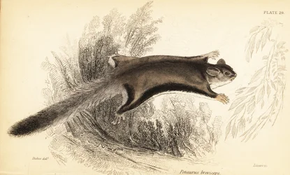 Sugar Glider, Petaurus Breviceps