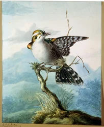 A Little Bird