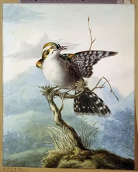 Little Bird