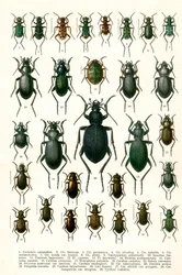 Antique Print of Varieties of European Beetles