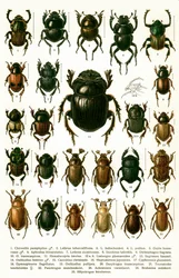 Antique Print of Varieties of European Beetles, c.1910