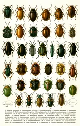 Antique Print of Varieties of European Beetles, c.1910