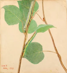 Mirror-Back Caterpillar