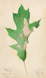 Oak Leaf Edge Caterpillar, early 20th century