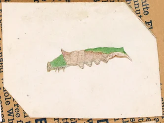 Oak Leaf Edge Caterpillar