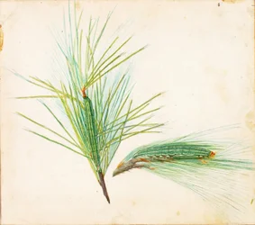 Pine-Tuft Caterpillar, study for book Concealing Coloration in the Animal Kingdom