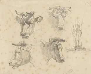 Study Sheet with Four Cow Heads and the Legs of a Cow