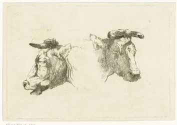 Two Heads of Cows