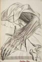 Anatomia Humani Corporis by Govard Bidloo