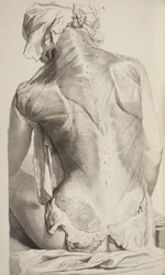 Anatomia Humani Corporis by Govard Bidloo