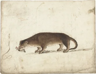 Otter with a Fish in Its Mouth