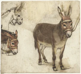 Study Sheet with Donkeys