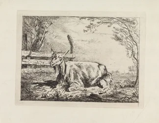 Lying Goat by a Fence