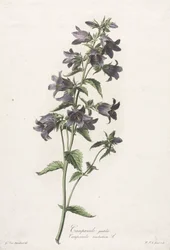 Flowers drawn from nature: Bellflower, c. 1800
