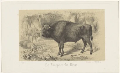 European Bison