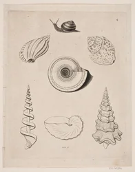 Board with Snails