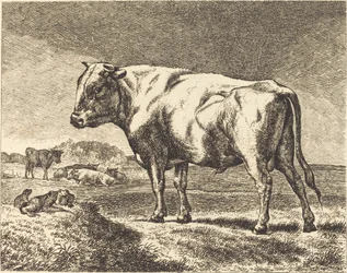 Cow
