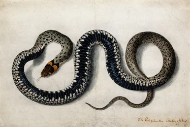 A Grass Snake, c.1675-1700