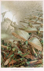 A Swarm of Locusts, from Brehms Tierleben, pub. 1860s